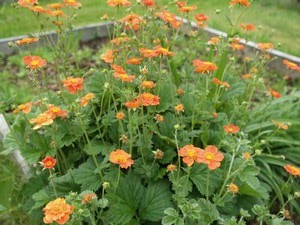 Geum coccineum - humleblomst