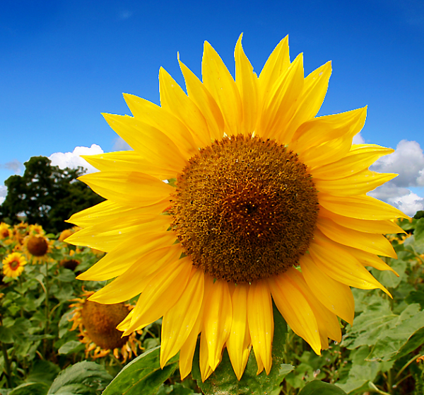 [sunflower.jpg]