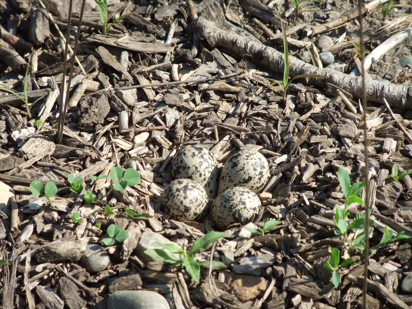 Islandscapes Killdeer Protects Nest