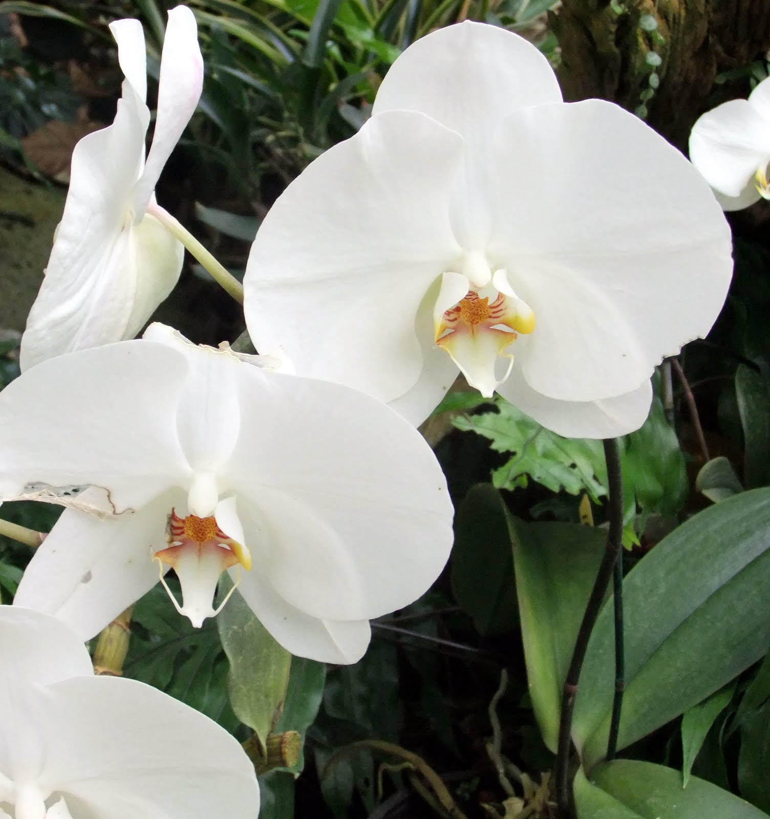 Islandscapes: American Orchid Society