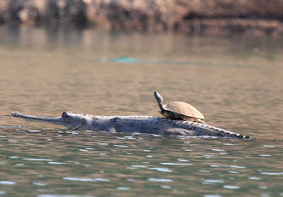 http://4.bp.blogspot.com/_gtA9bTRTE4U/SiTUm6rCaqI/AAAAAAAAAIQ/gJeTqeV3NXk/s400/Sunning+Turtle+on+Gharial+Chambal.JPG
