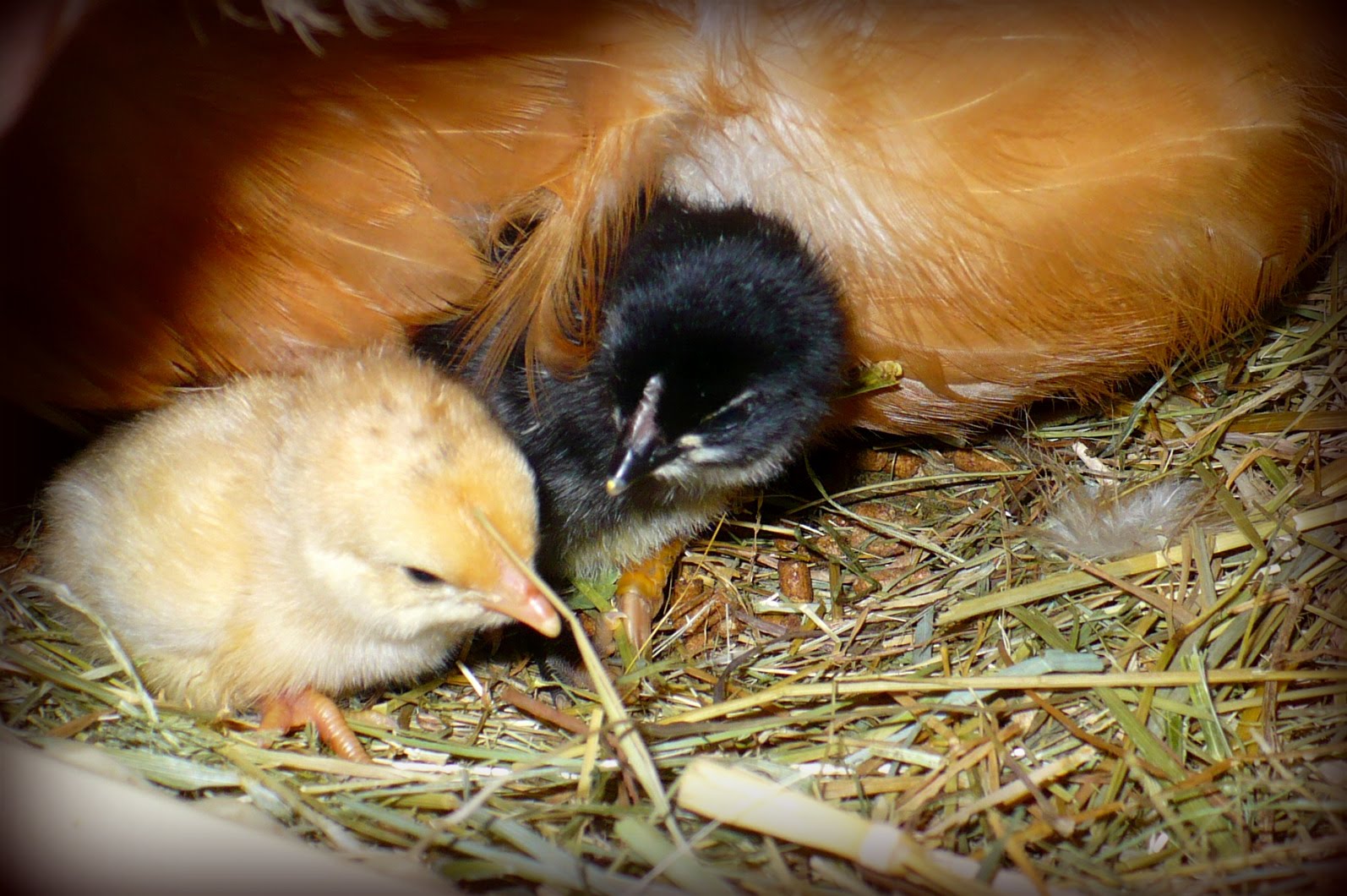 К чему снятся цыплята женщине живые маленькие. Цыпленок в гнезде. Цыплята кур. Курица высиживает цыплят. Однодневные цыплята.