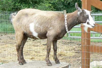 Abernathy Creek Farm: Miniature Dairy Goat Kids for Sale