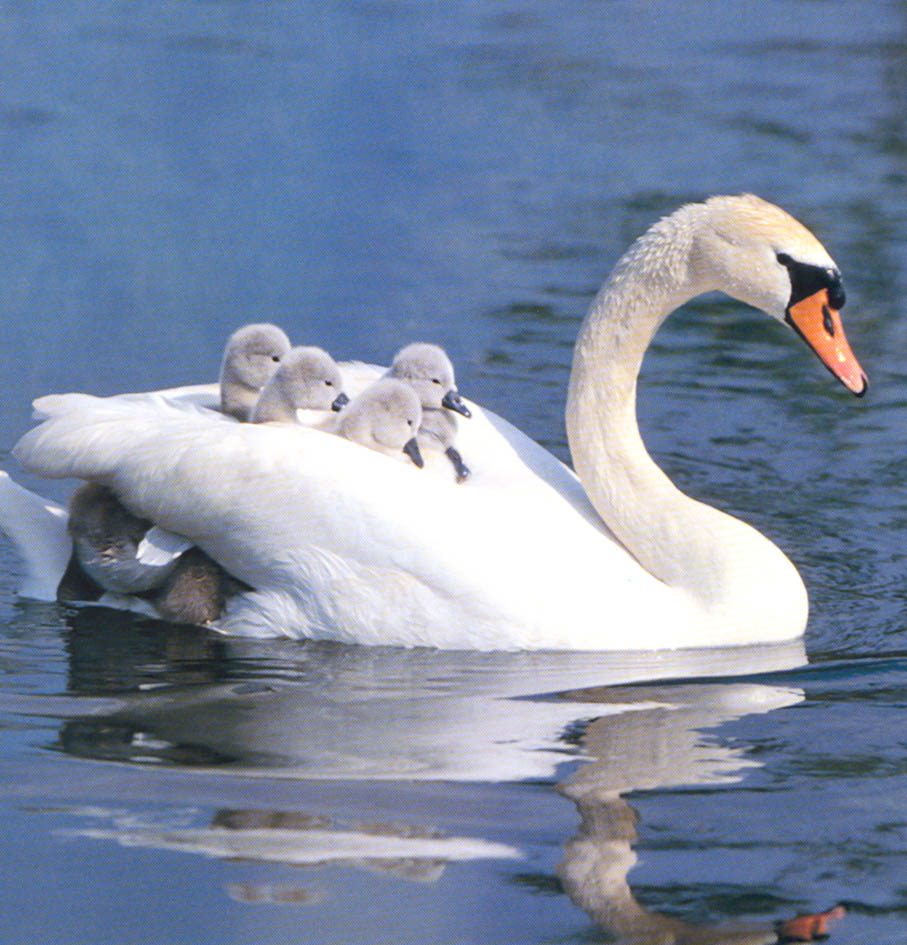 Combien De Temps Couve Un Cygne Psycho Actif, le blog de Christophe André: La nage gracieuse du cygne