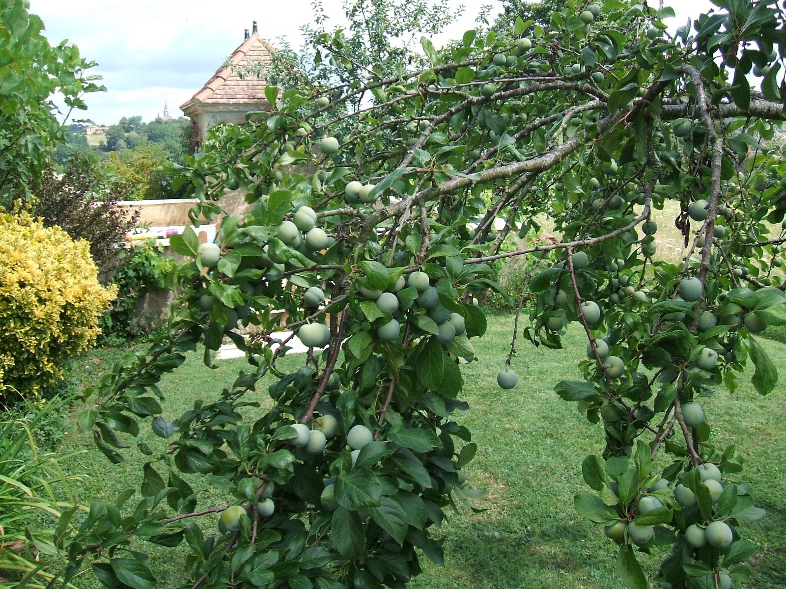 Magnon's Meanderings Greengage Summer.