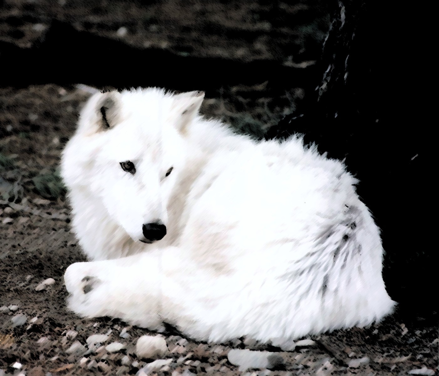 foto serigala putih - gambar hewan