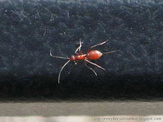 red wingless wasp