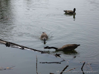 Honking Geese