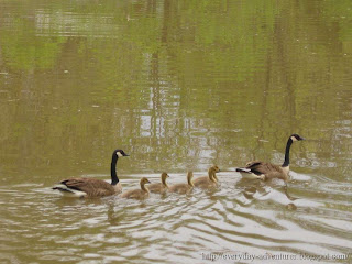 goose family, geese and goslings