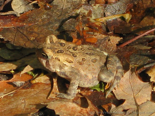 American Toad