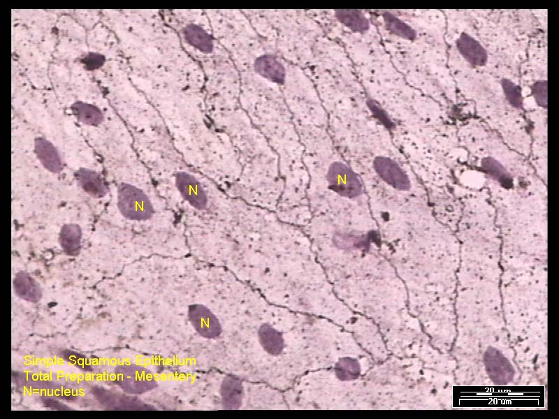 Kinds of Epithelial Tissues Notes for Pakistan Kinds of Epithelial Tissues Notes for Pakistan