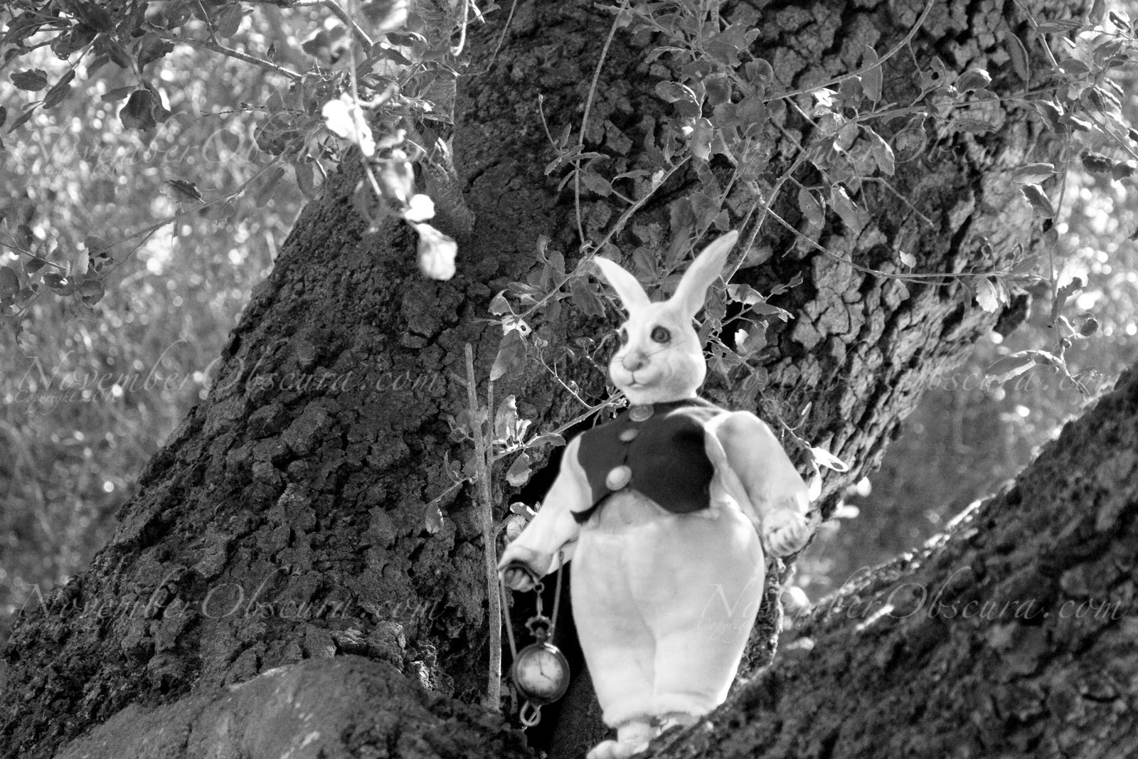 November Obscura Finding The White Rabbit