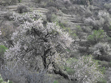 Almendreros en flor. Santiago del Teide