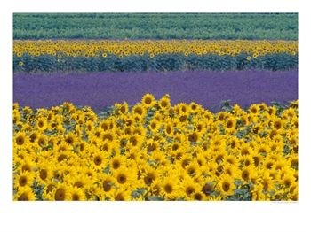 [FogStock-Yellow+&+Purple+Flowers.jpg]