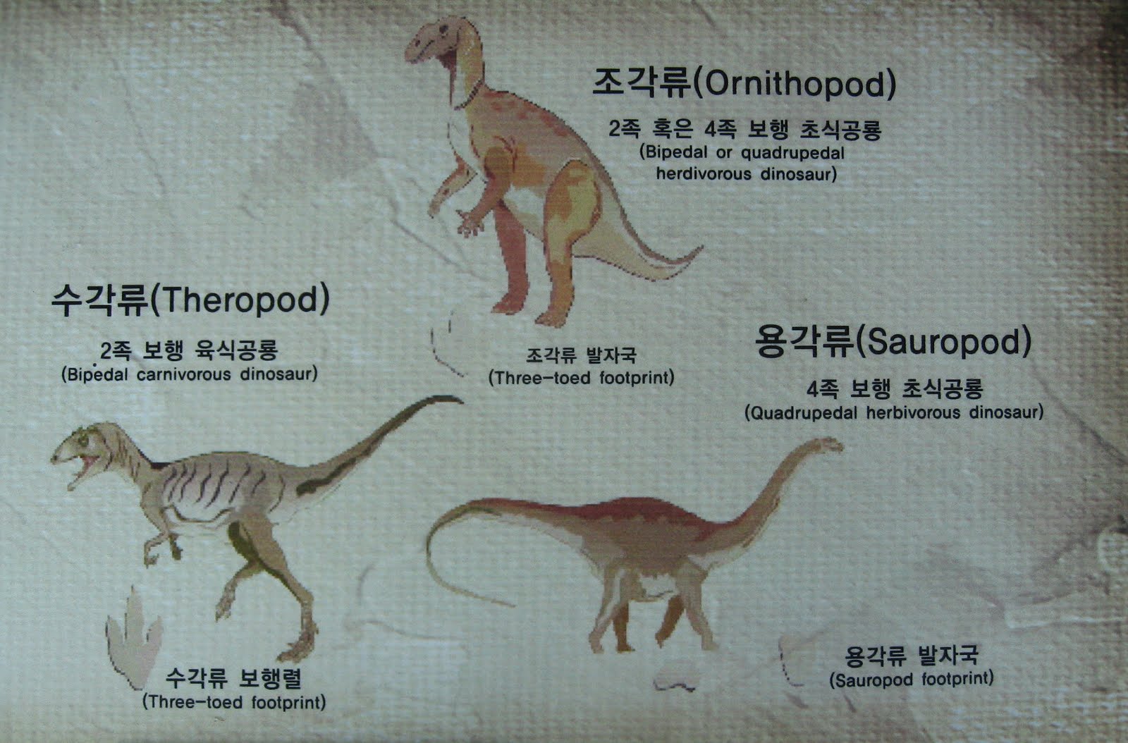 Ancient Tracks Unlocking The Secrets Of Dinosaur Herding - 3604r9s