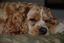 Faithful friend