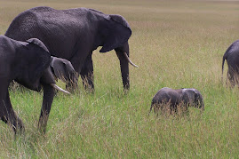 Mara Elephant