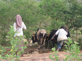 Plowing with ox team