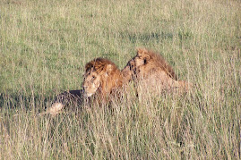 Favorite Mara Lions