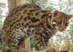 pictures of animal asian leopard cat stills