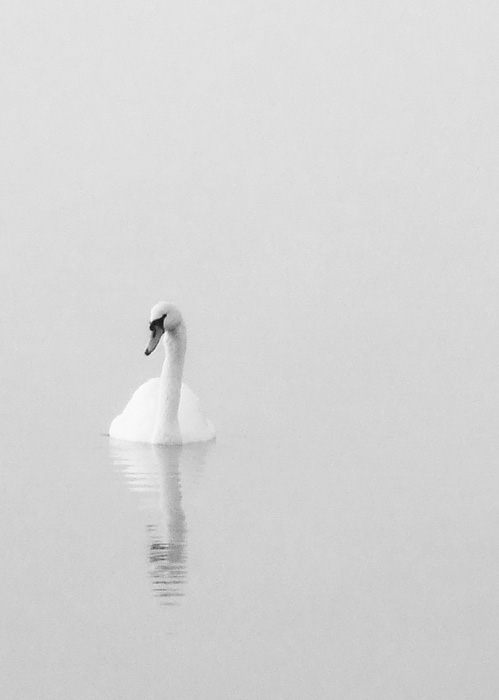 [swan-loch-fog2a-700.jpg]