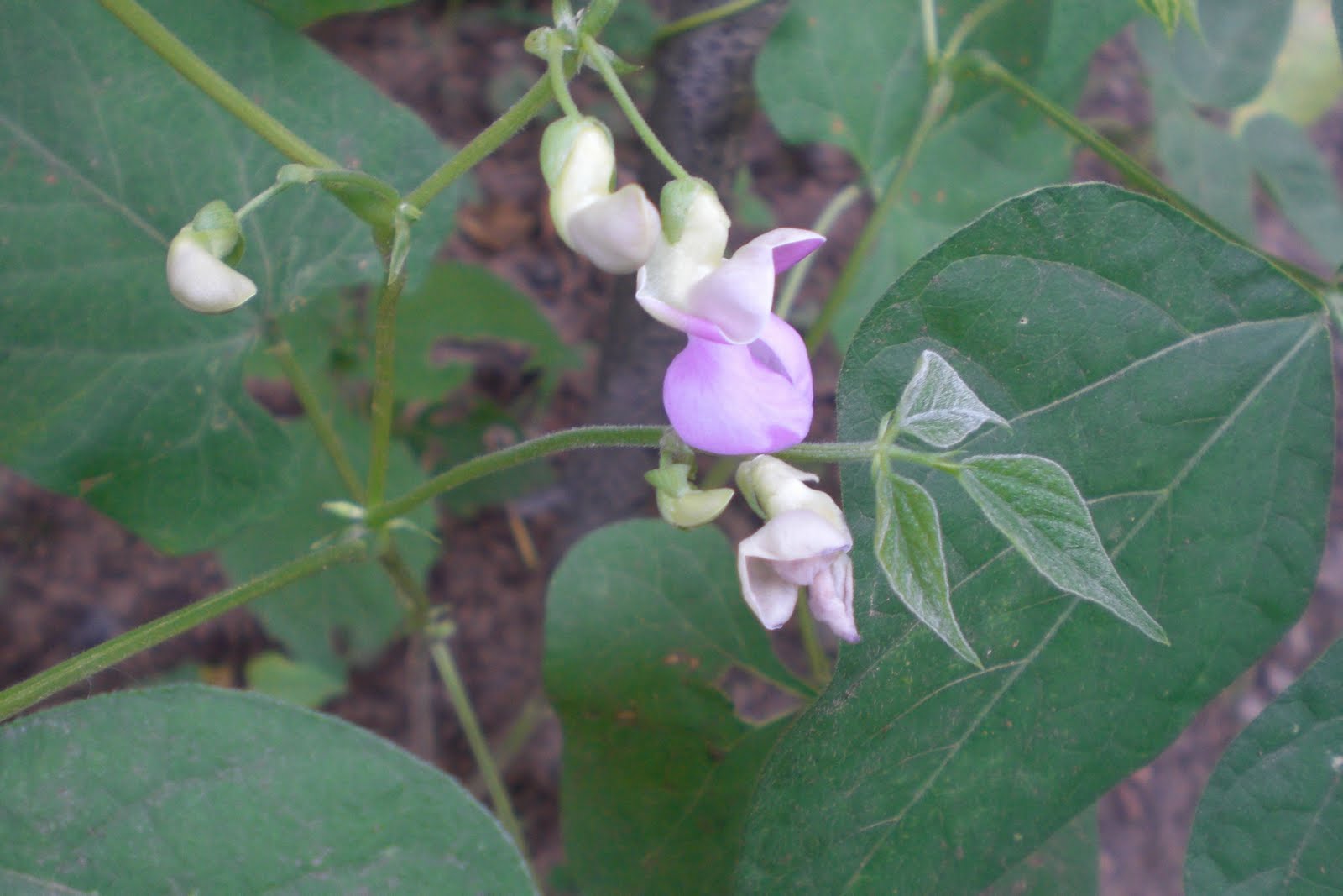 gardening in the boroughs of nyc Pole beans flowering!