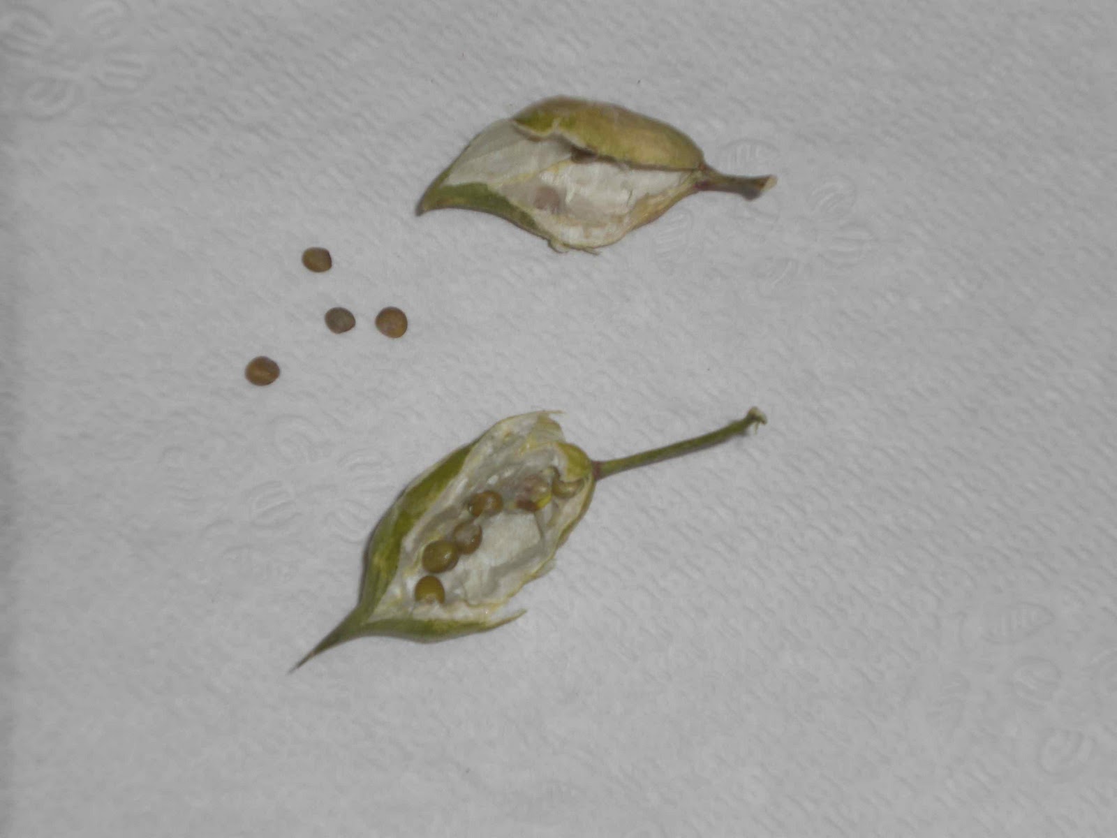 gardening in the boroughs of nyc Radish Seed Pods