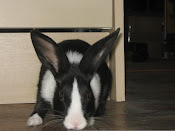 My youngest Rabbit