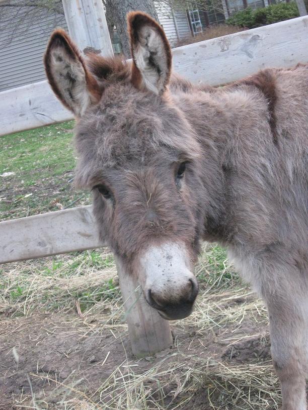 Fearless Riding Donkey vs Horse