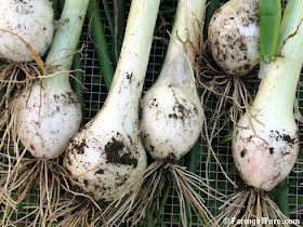 In My Kitchen Garden: Garden Journal 3/11/10: Growing Onions from