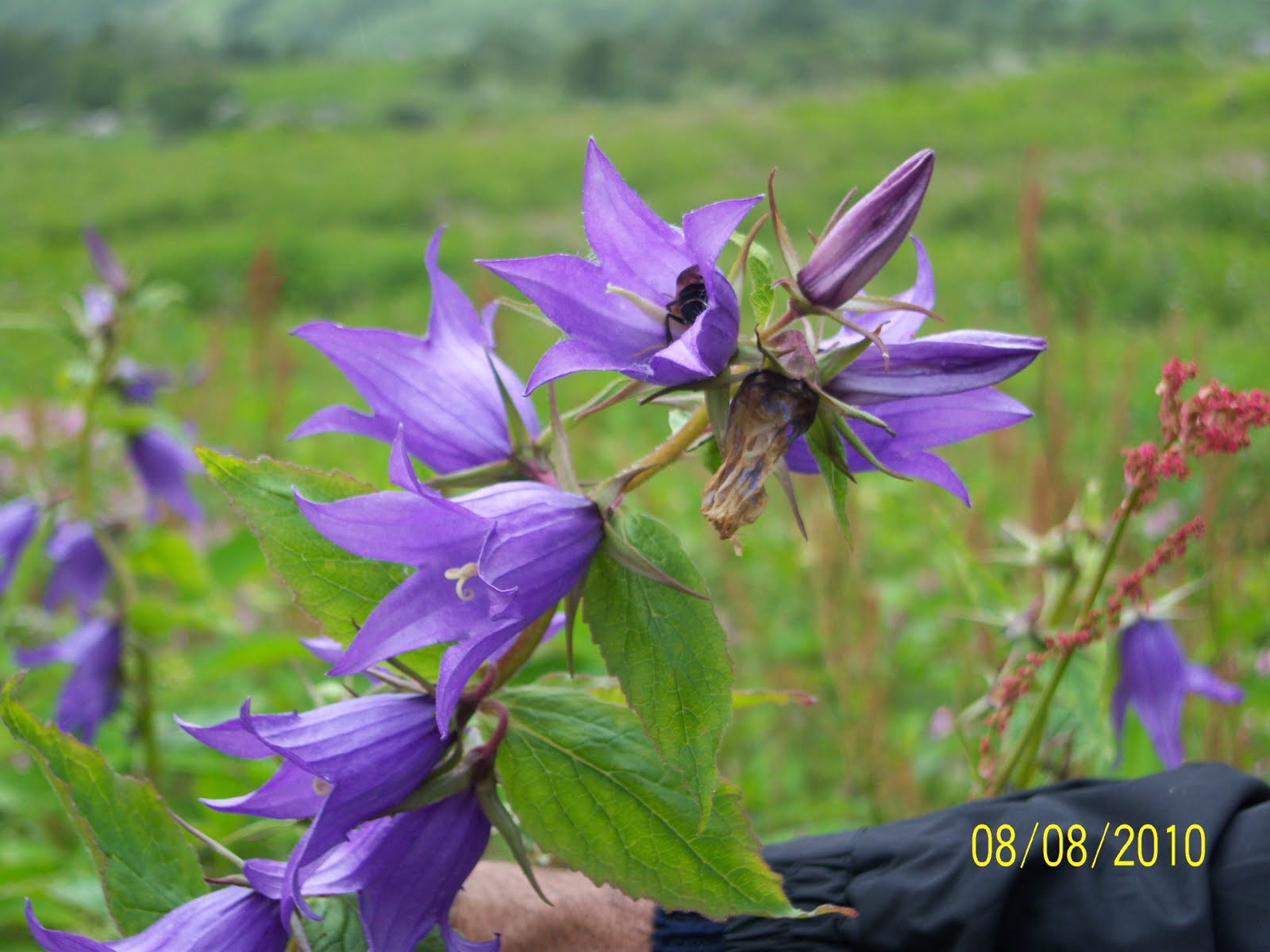 Travel and more...: A visit to Valley of Flowers & Hemkunt Sahib