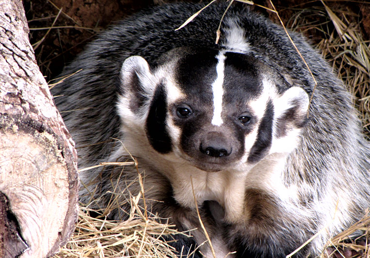 Palms Americana Victoria,TX, Riverside Park