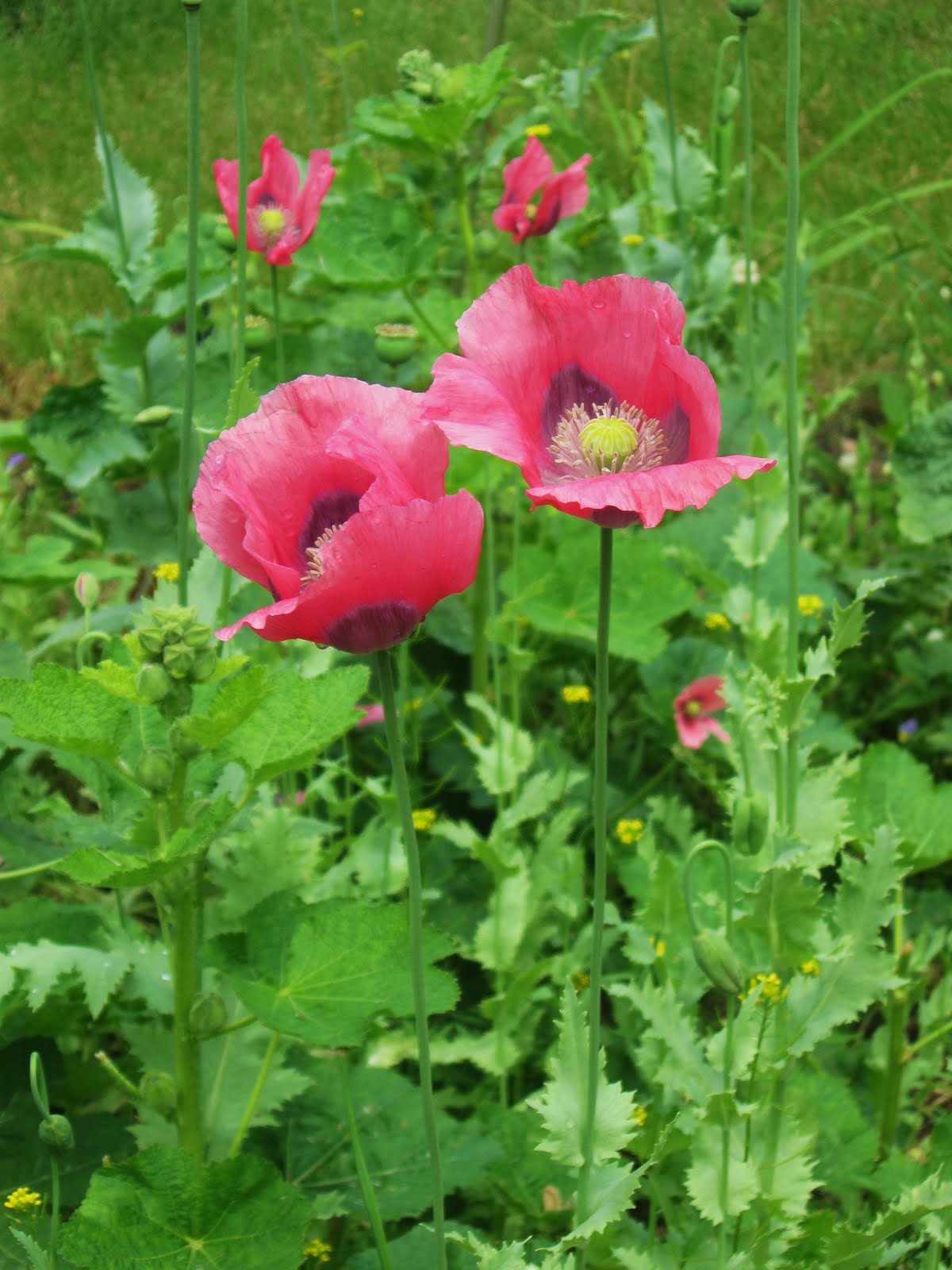 Teresa Evangeline Grape Arbors and Chinese Poppies