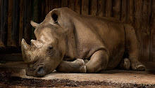 Sleeping Rhino Durmiente
