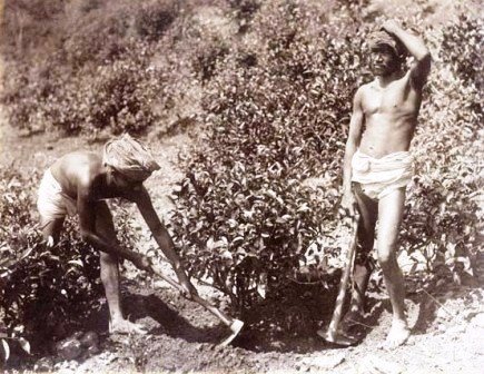 Manuring+Tea+Bush.jpg