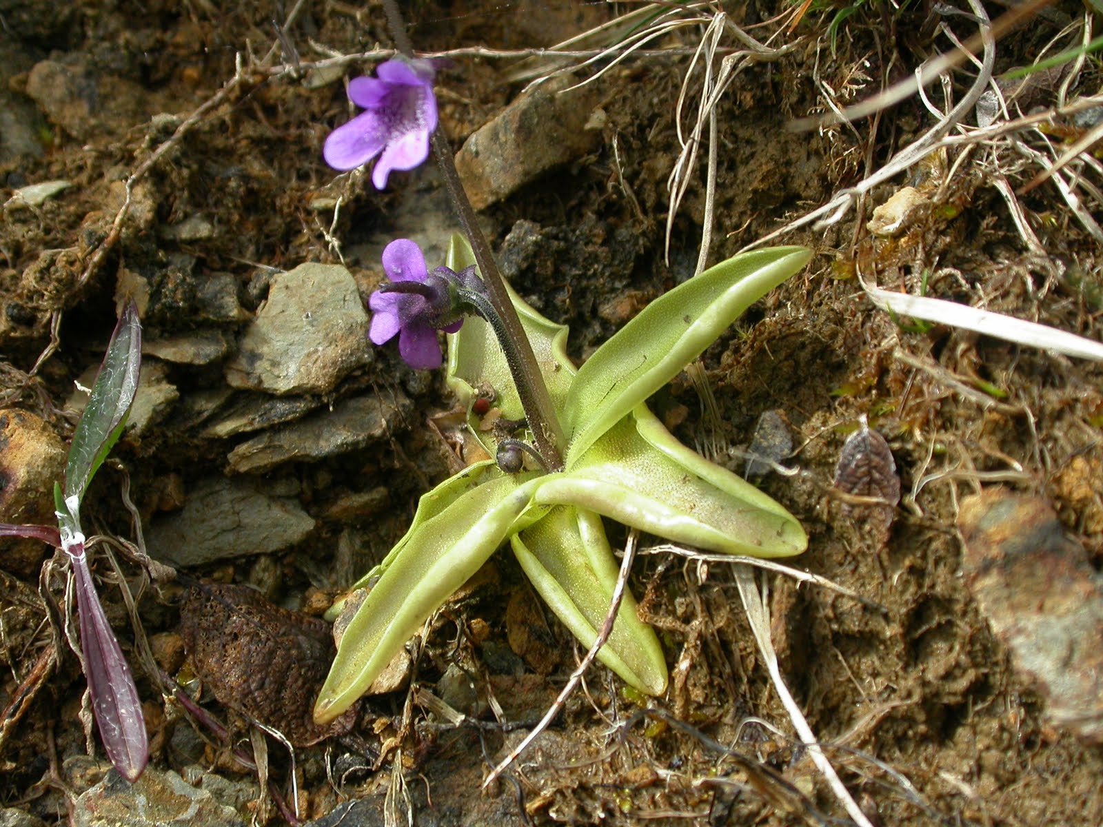 Islay Natural History Trust Carnivorous Butterwort