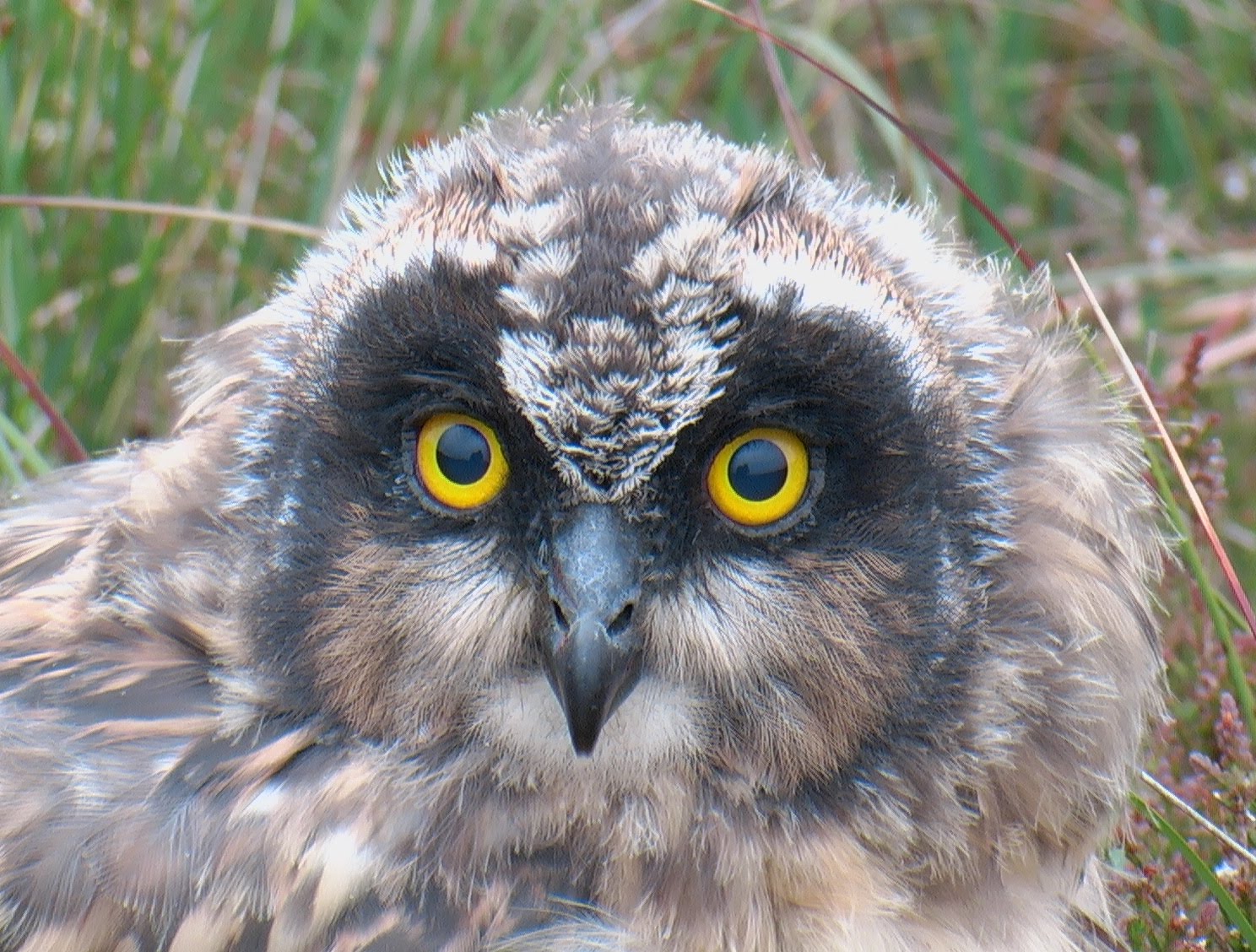 islay-natural-history-trust-short-eared-owl