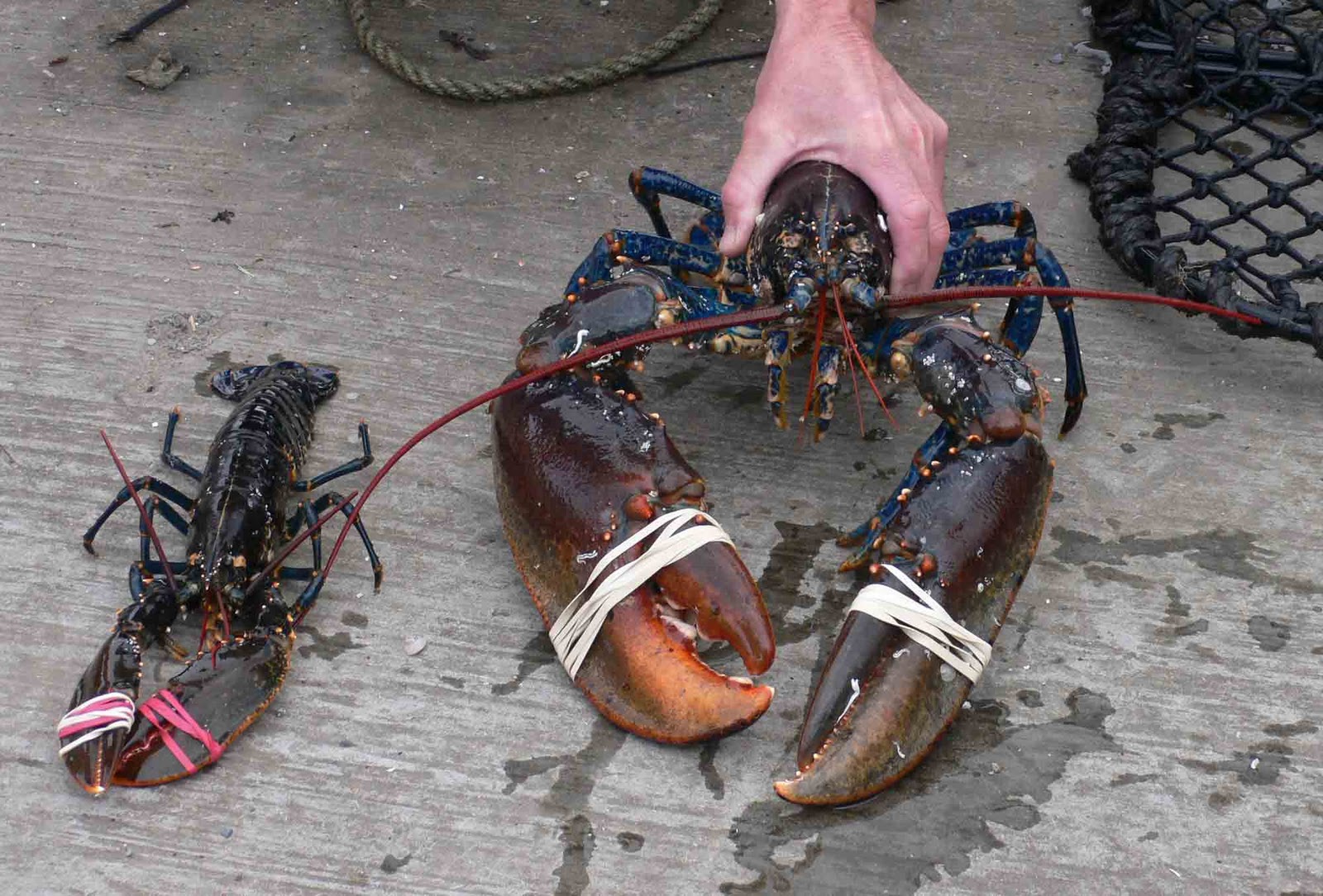 http://4.bp.blogspot.com/_h8PF1bPChlI/TGv1B4eHDGI/AAAAAAAAAy4/76OaqNiTDu8/s1600/king-lobster-2.jpg