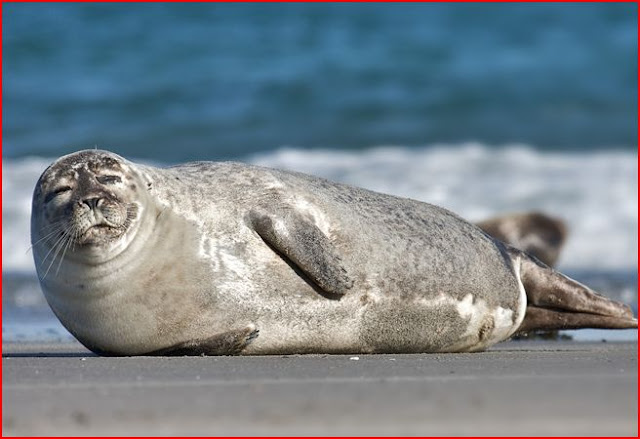 Islay Natural History Trust: "What do seals eat? Seals poop, Scientists