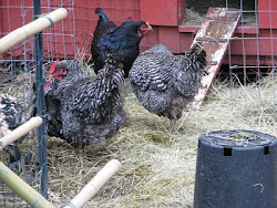coop prairie garden chicken tour plano