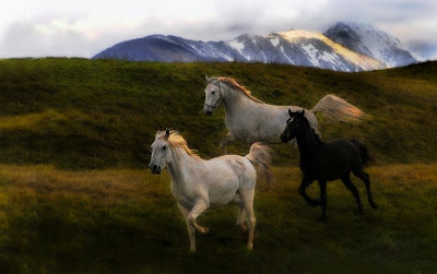 21 Gambar  Kuda  Kumpulan Foto Kuda  yang Keren 