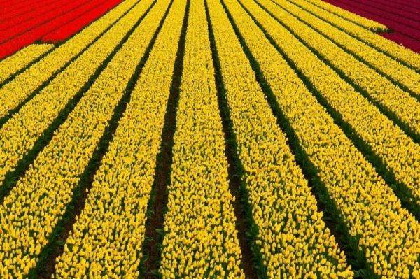 Os lindos campos de tulipas da Holanda - Blog Idéias! Garantia de