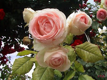 Rosas con nombre de poeta: Pierre Ronsard