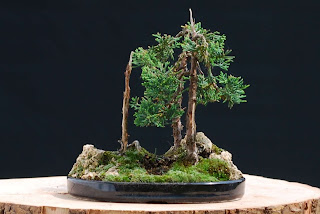 Philipps Bonsai Blog: Natürliches Pflanzkonzept, auf Stein