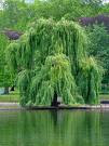 The Salix Path : salix = latin for the willow