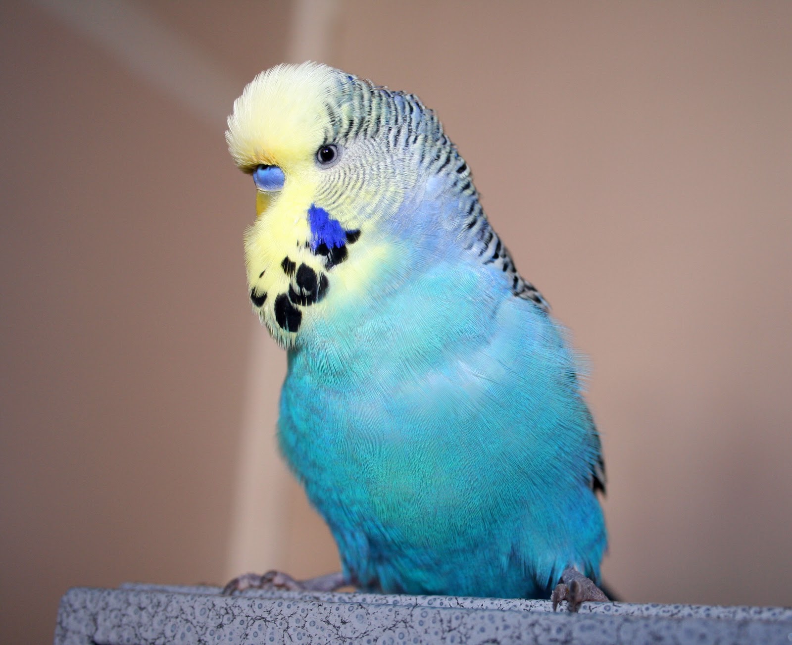 Rachael's Budgies