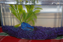"Fishy" the lonely Betta fish