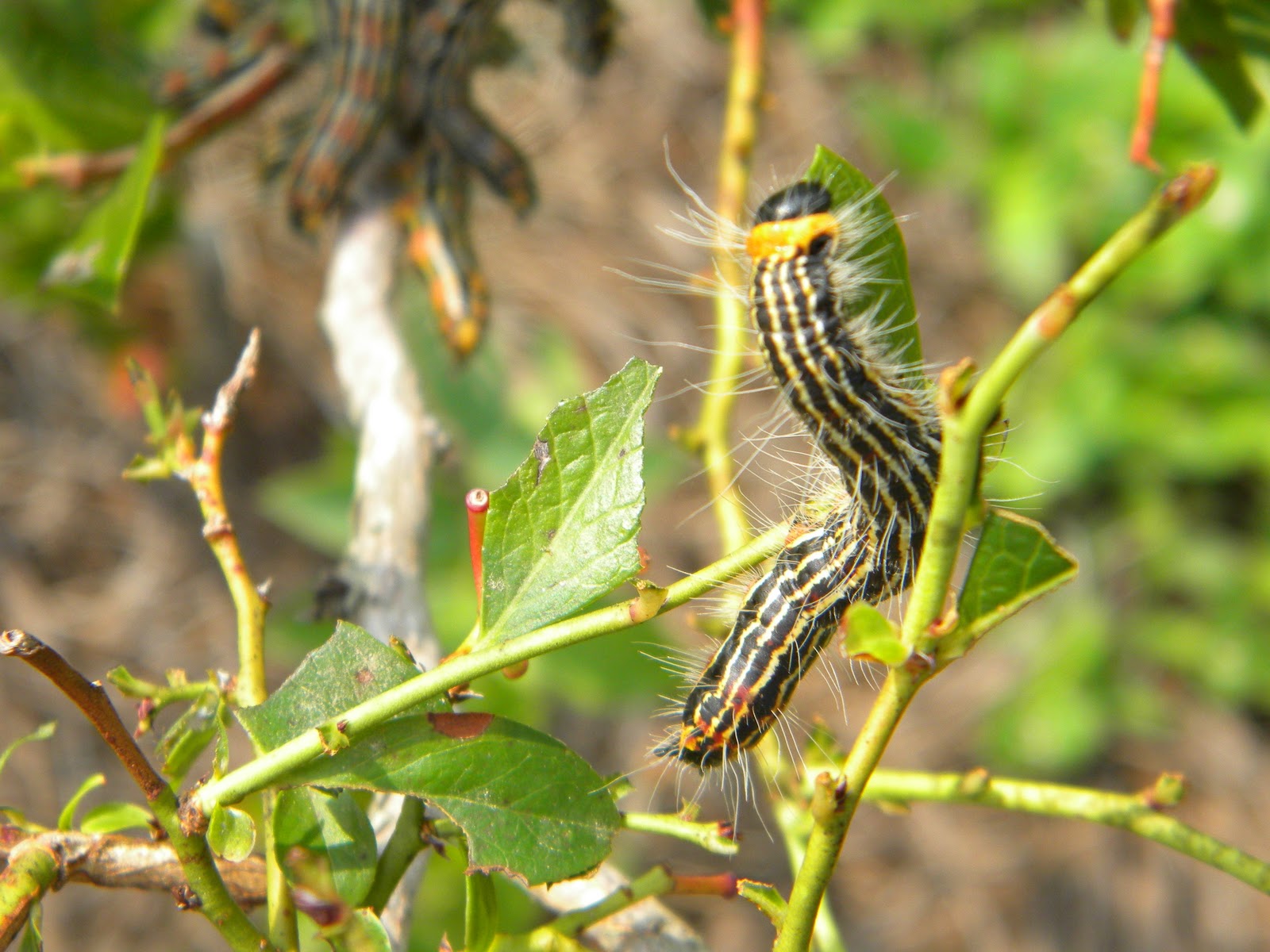 Walk2Write In Florida Ugly Is As Ugly Does Yellow Necked Caterpillars Turn Beauty On Its Head