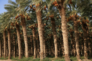 Desert Trees