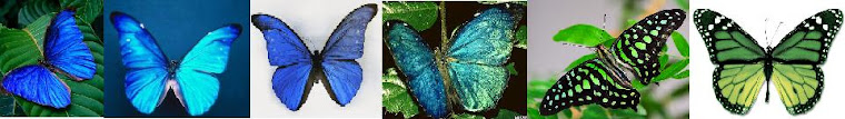 The Evolution of the Butterfly